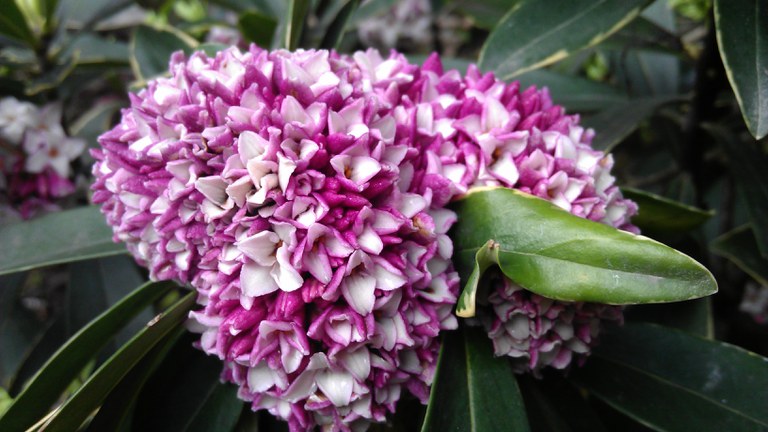 Daphne odora Thurrb fresh flower